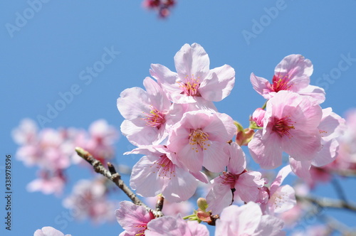 桜