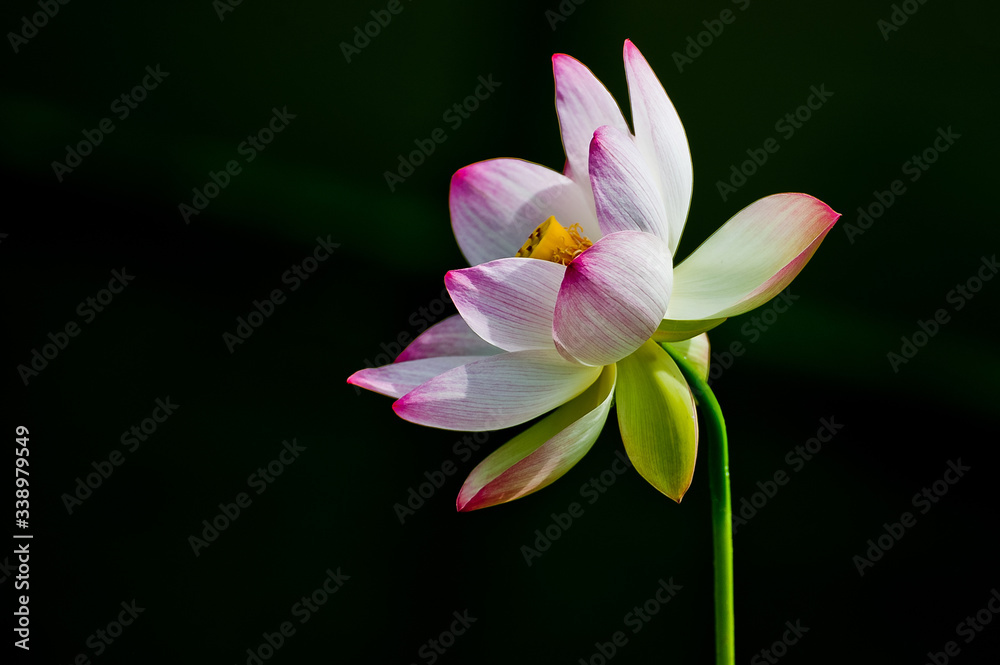 Fototapeta premium lotus