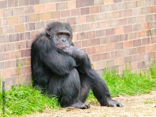 Leinwand Poster Chimpanzee Sitting By Wall