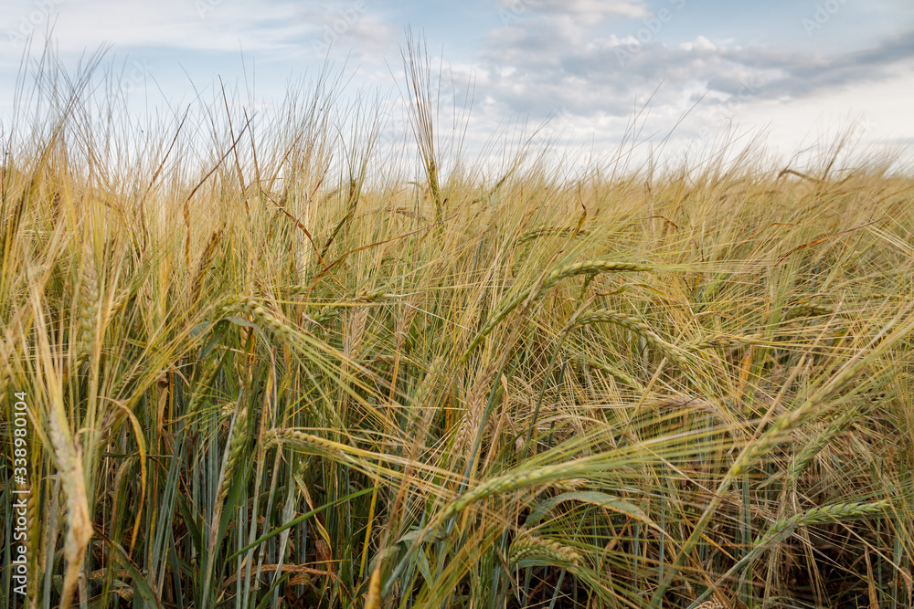 Fototapeta premium agricultural cultivated plant rye, rye field at sunset in sunlight, grain harvest, grain crops
