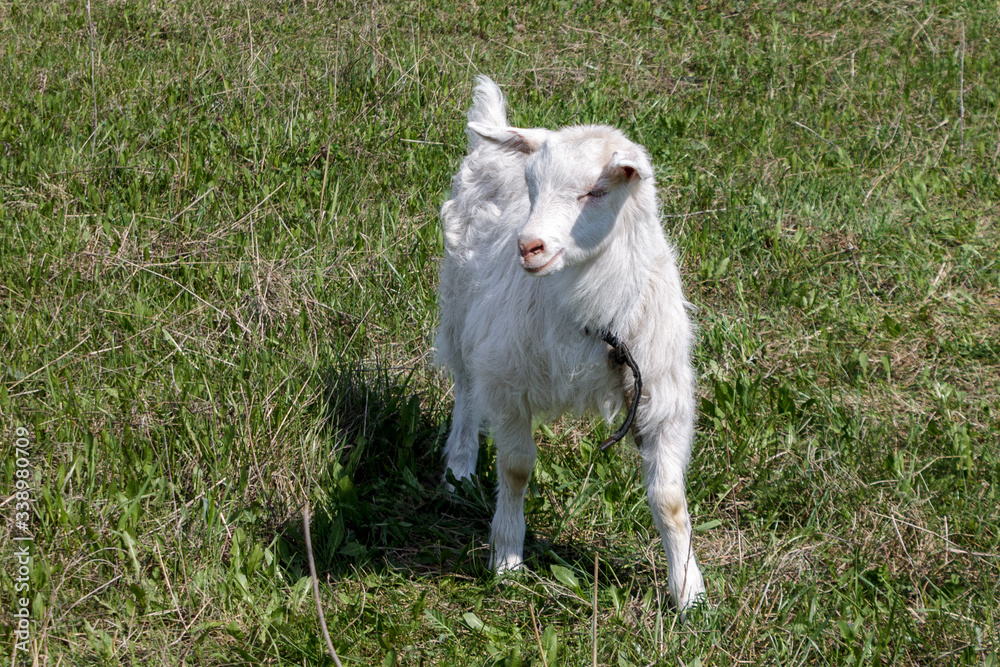 little goat grazing on the lawn in the village, country field little goat grazing on the lawn in the village, country field