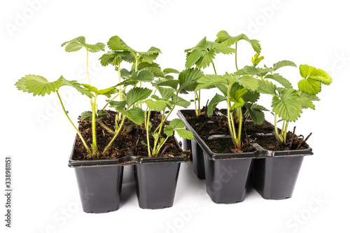 young strawberry plants in pots on white background