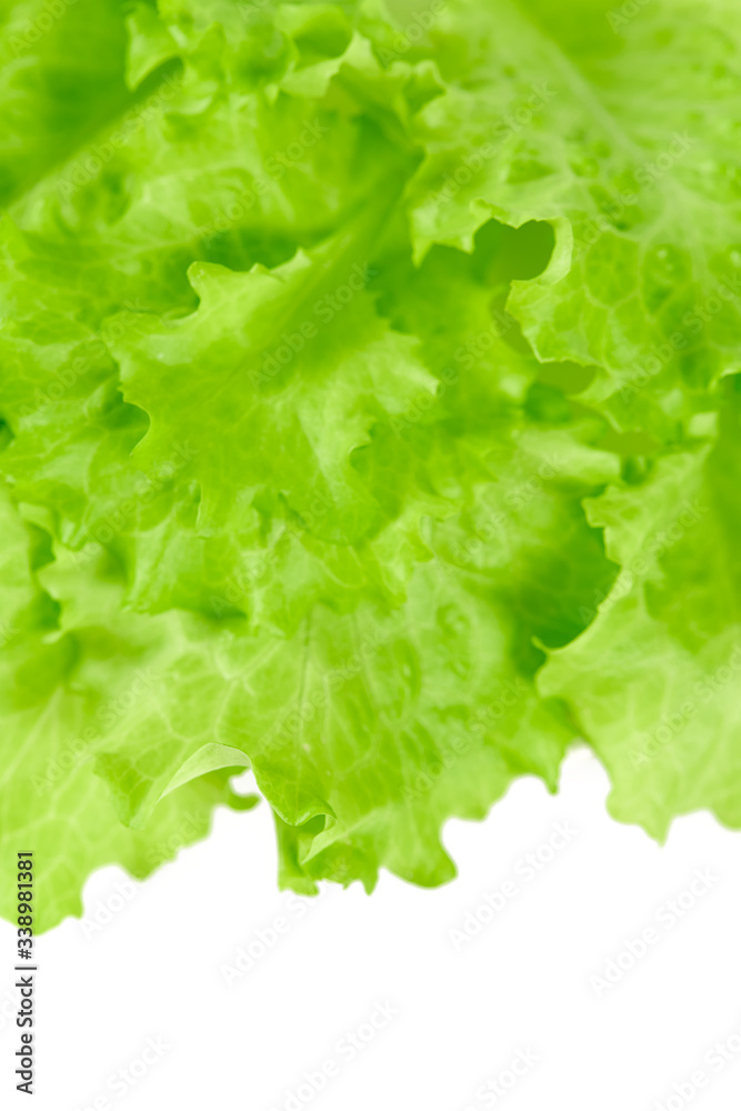 fresh lettuce isolated on white background fresh lettuce isolated on white background