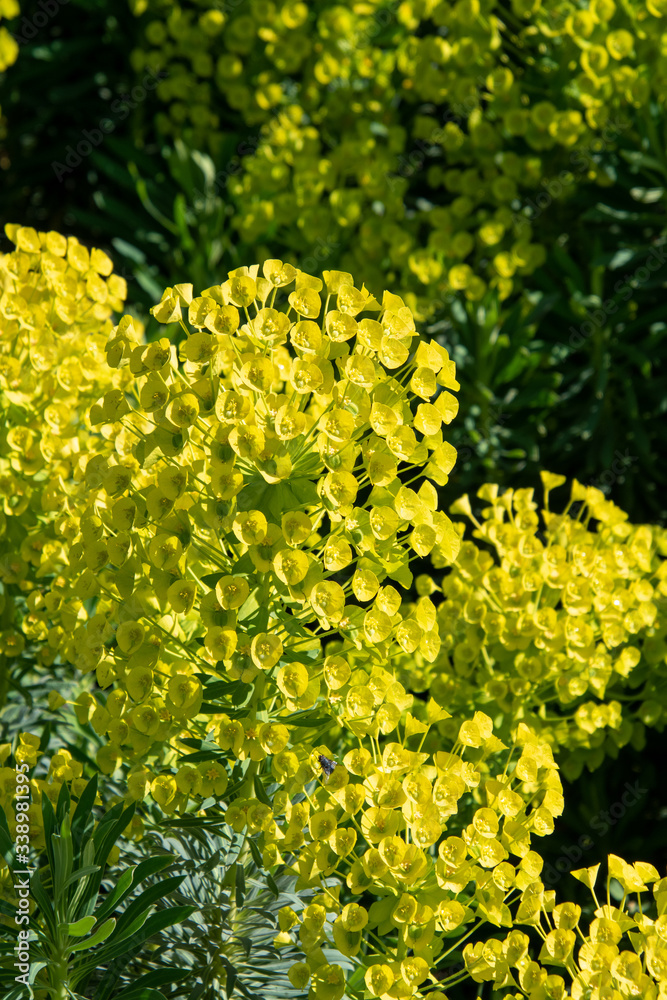 Obraz premium Euphorbia plants in full bloom. Vancouver BC Canada 