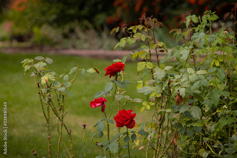 Fototapeta premium Touch of Red Roses