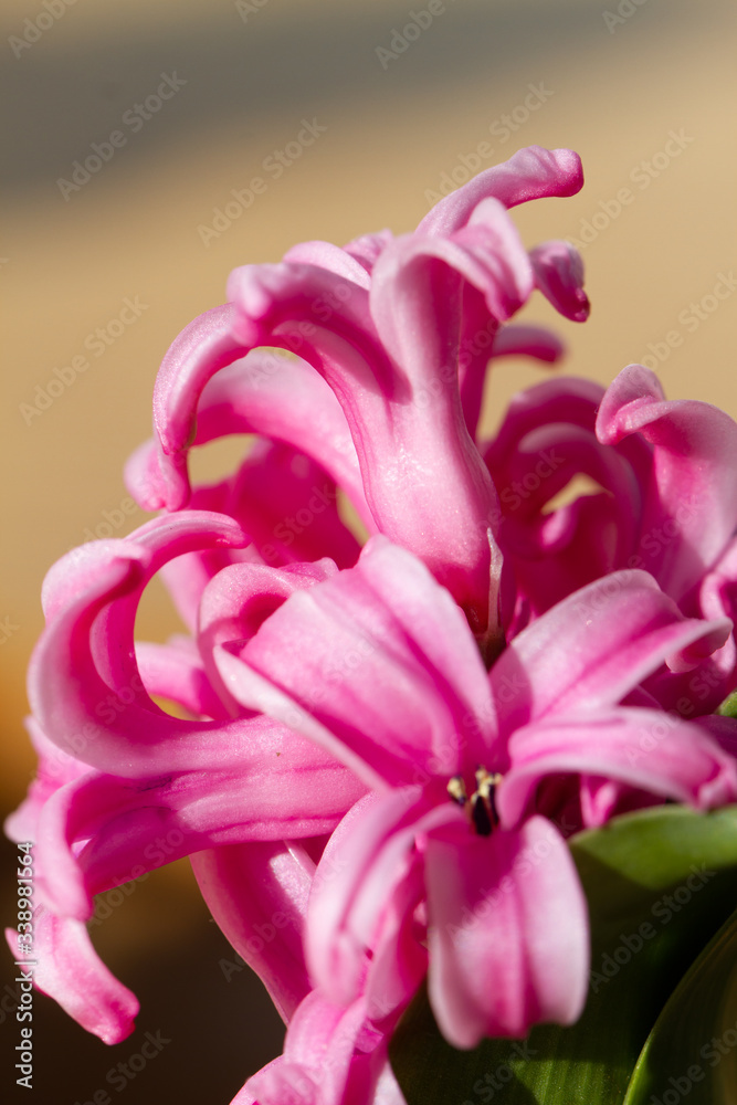 Hyacinthus bulbous in spring natural light