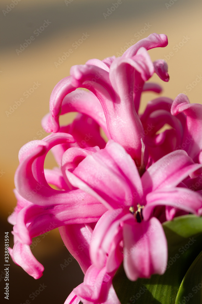 Hyacinthus bulbous in spring natural light