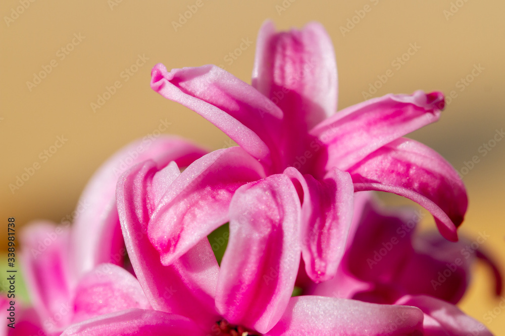 Hyacinthus bulbous in spring natural light