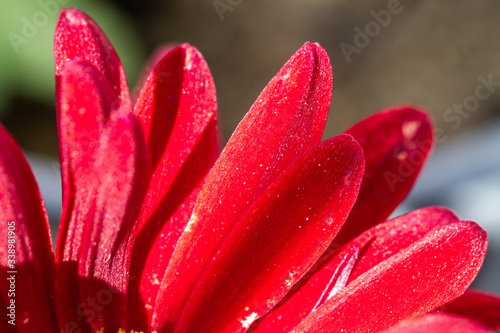 Red chrysanthemums flowering plants in natural light