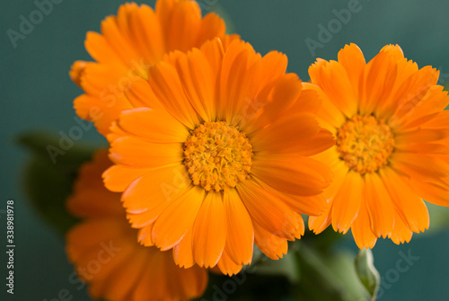 Flowers with leaves Calendula on a green background. Medicinal herb. Selective focus