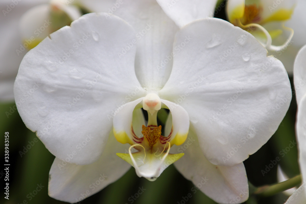 Fototapeta premium close-up orchid - white with water droplets
