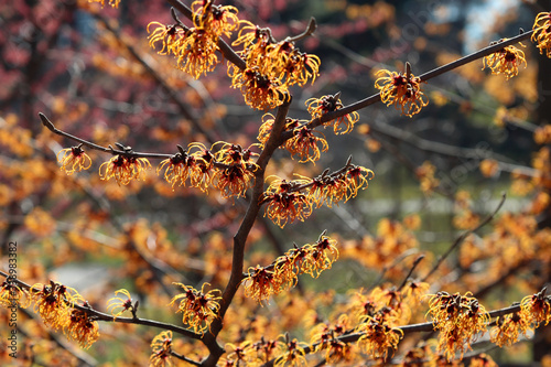 branch of a witch hazel plant - used to make an astringent that fights viruses like the flu  