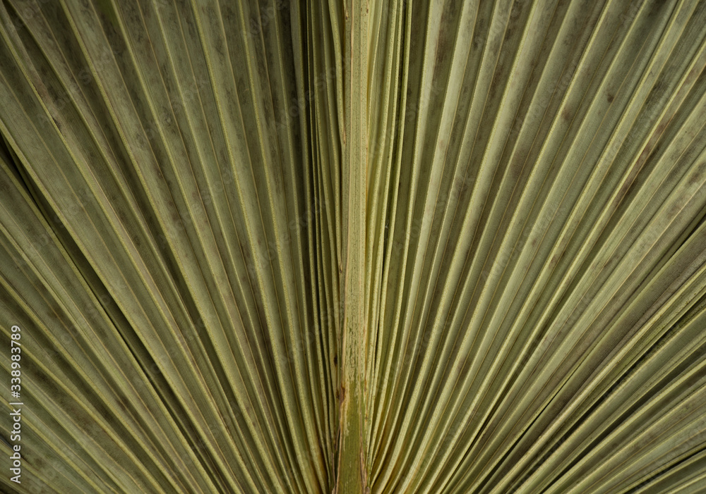 Fototapeta premium Dried palm leaf macro background