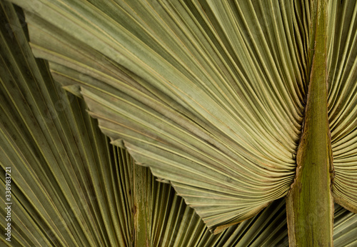 Dried palm leaf macro background