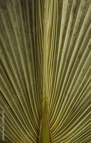 Dried palm leaf macro background