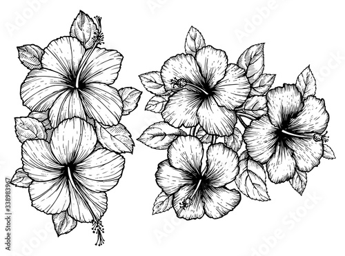 Hand drawn tropical hibiscus flower bouquet with leaves. Sketch florals on white background. Exotic blooms, engraving style for textile, surface design or banner. Great template for coloring book.