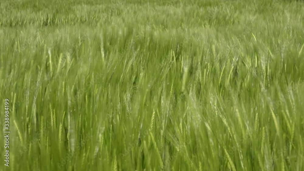 Wheat field crop in England close up UK 4K Wheat field crop in England close up UK 4K