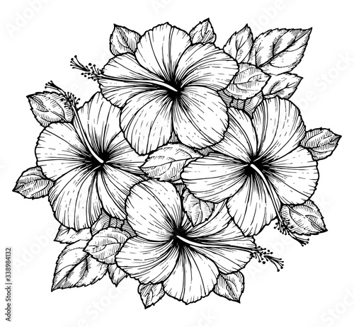 Hand drawn tropical hibiscus flower bouquet with leaves. Sketch florals on white background. Exotic blooms, engraving style for textile, surface design or banner. Great template for coloring book.