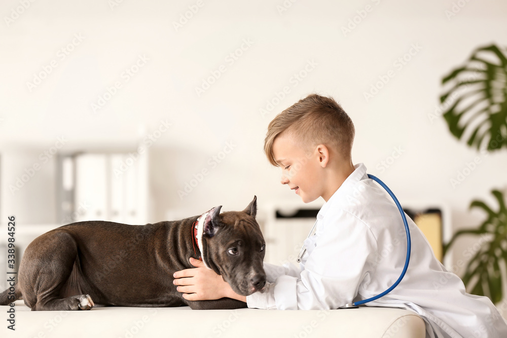 Little veterinarian examining cute dog in clinic