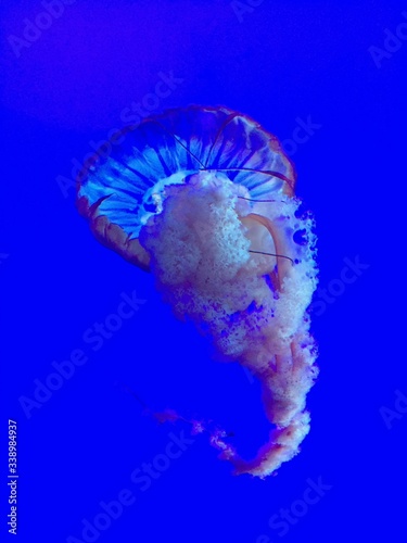 jelly fish in aquarium