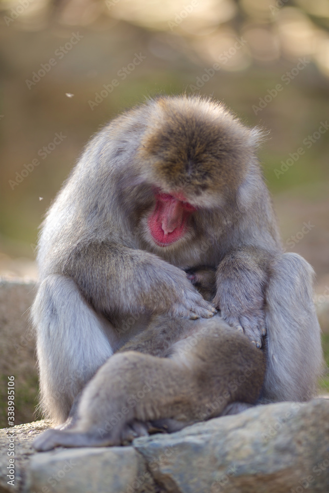 Naklejka premium Asian Traveling. Adult Japanese Macaque at Arashiyama Monkey Park Iwatayama in Kyoto, Japan.
