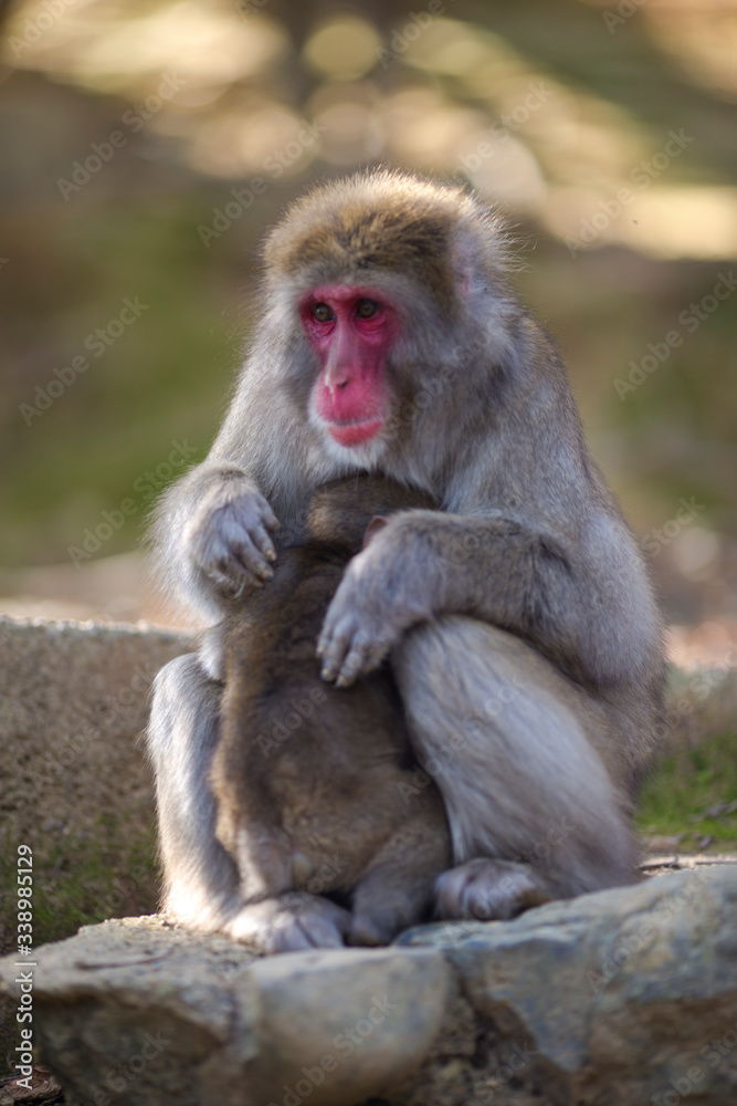 Asian Traveling. Family of Japanese Macaque at Arashiyama Monkey Park Iwatayama in Kyoto, Japan.