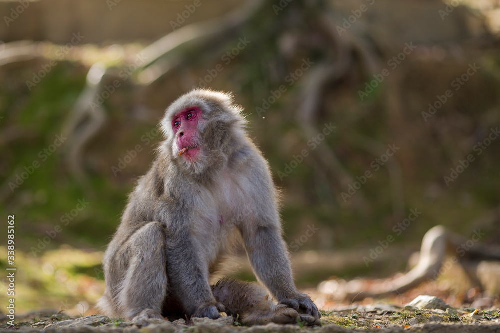 Naklejka premium Japan Traveling Concepts. Natural Portrait of Eating Japanese Macaque at Arashiyama Monkey Park Iwatayama in Kyoto, Japan.