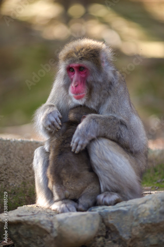 Asian Traveling. Family of Japanese Macaque at Arashiyama Monkey Park Iwatayama in Kyoto  Japan.