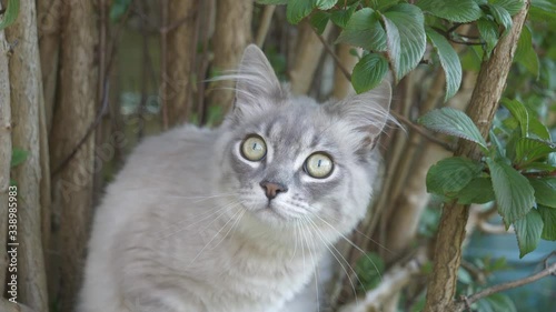 Wallpaper Mural A Ragamuffin kitten sniffing a branch. Torontodigital.ca