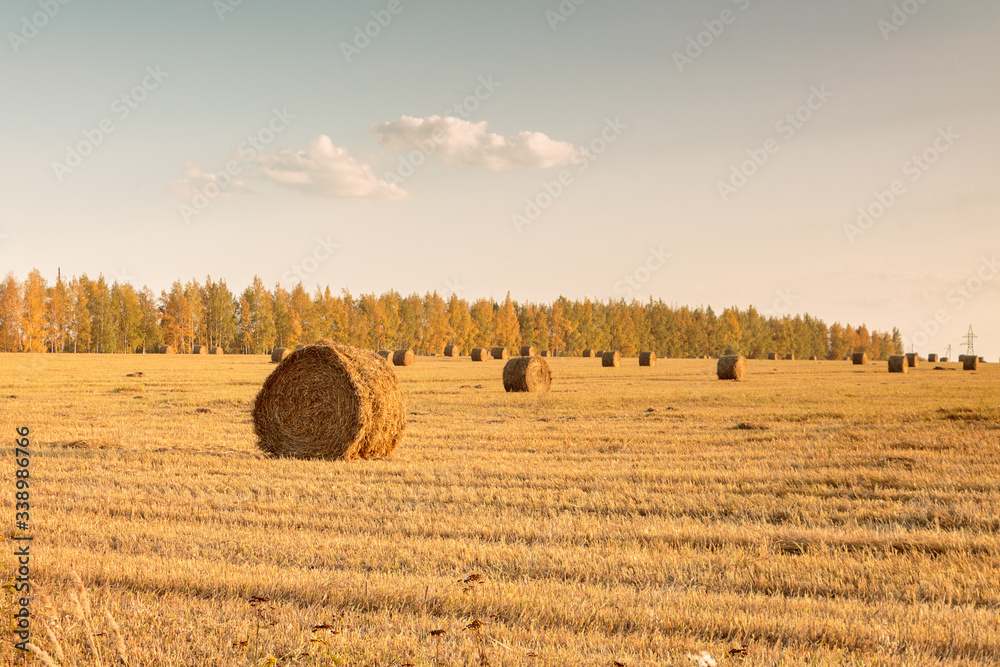 hay and straw mown in the field and baled at sunset, rustic landscape