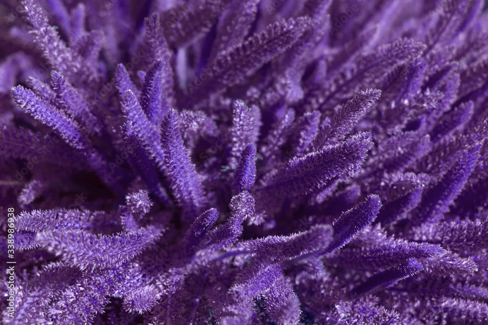 Bright fluffy leaves. Colorful plant Bright fluffy leaves. Colorful plant