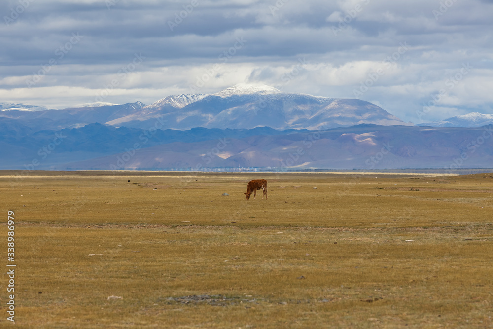 Obraz premium A lonely brown calf grazes. in the meadows of the Altai mountains. Russia.