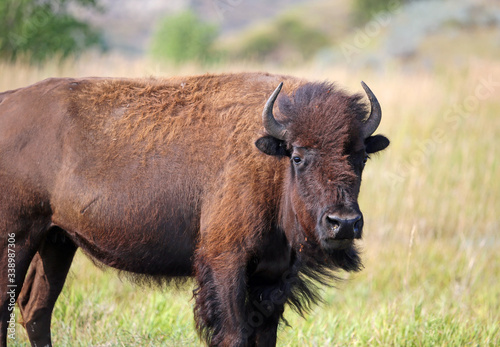 Female buffalo © jerzy