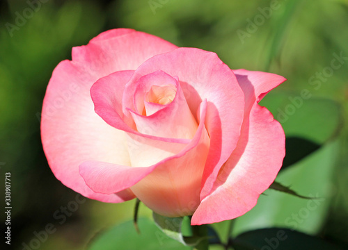 Pink rose close up