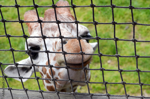 Baby giraffe looking through a mesh fence at a zoo, wanting to be fed lettuce 