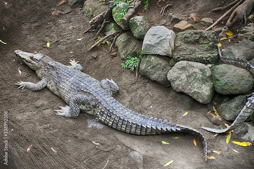 High Angle View Of Crocodile On Land Fototapeta