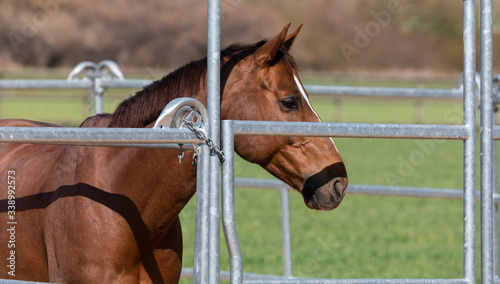 beautiful brown-red horse standing in an metal grid horsebox, side view, by daylight