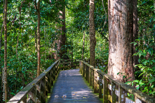 Wooden platform for a walk along the rainforest on the island of Borneo, Malaysia