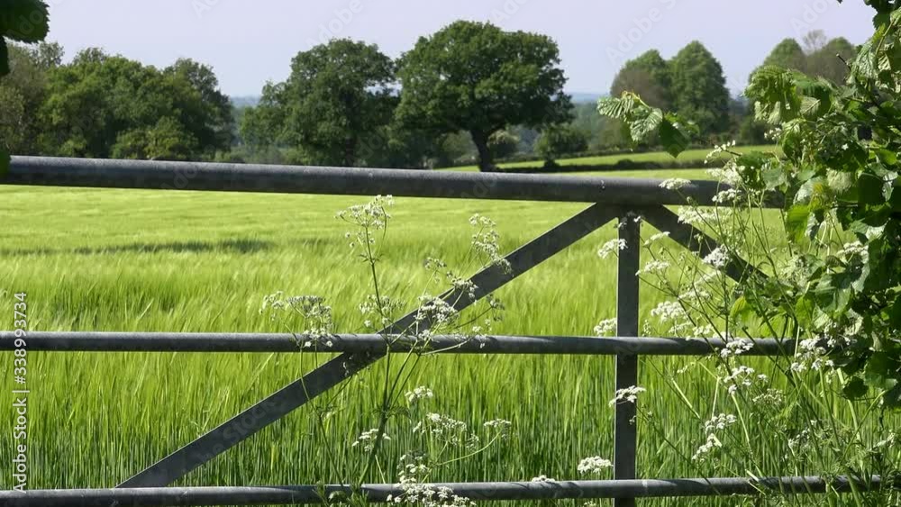 Wheat field crop in England close up UK 4K Wheat field crop in England close up UK 4K