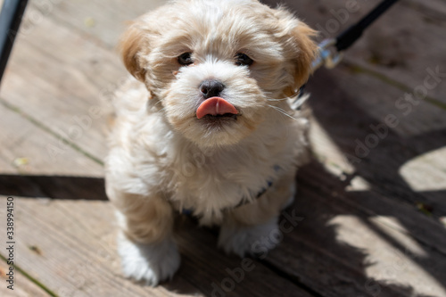 Φωτογραφία a small white shih tzu bichon frise mixed puppy sticks his tongue out while sitt