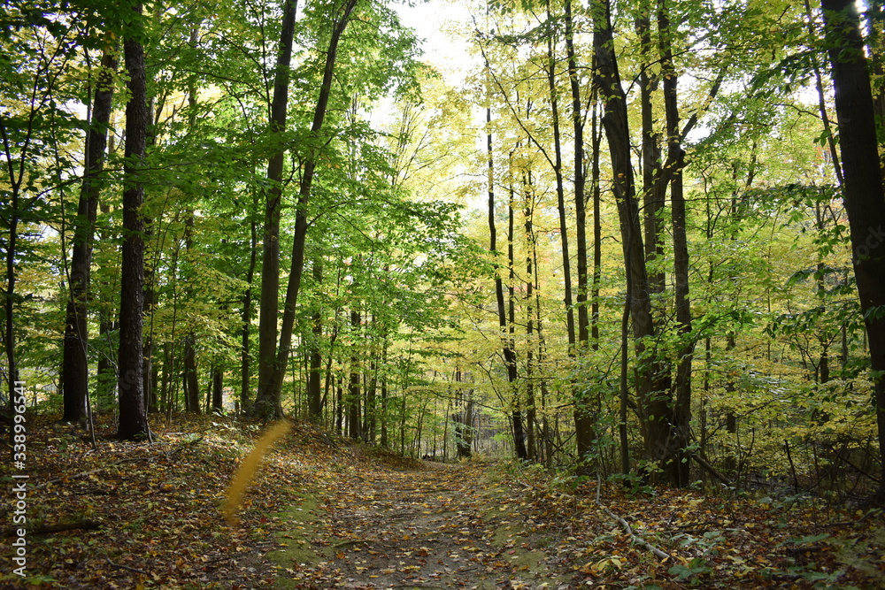 Obraz premium path in the forest
