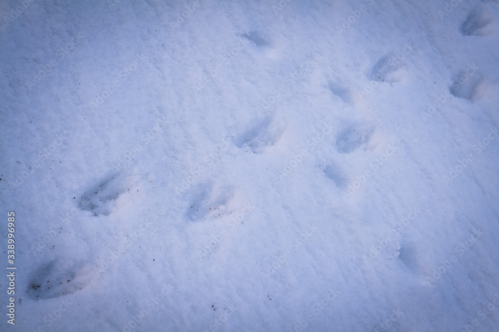 Penguin footprints, Brown Bluff, Antarctic Peninsula.