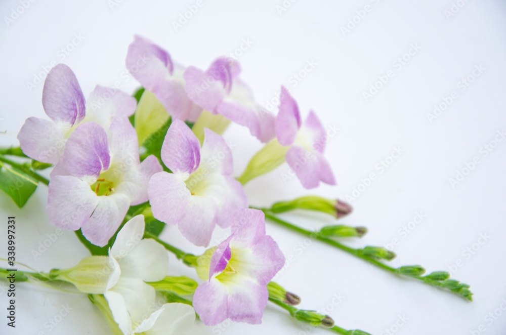 Beautiful violet creeping foxglove flower on white background