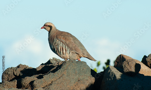 Haleakala volcano, Maui, Hawaii, Chukar Partridge