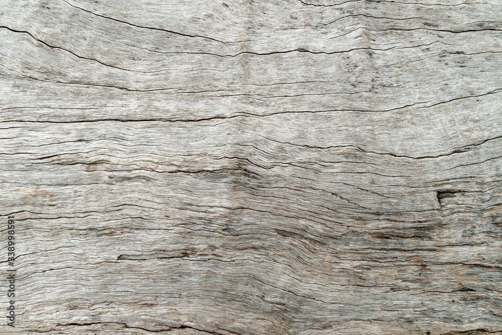 Old wood skin texture, nature wood tree texture background pattern. Old wood skin texture, nature wood tree texture background pattern.