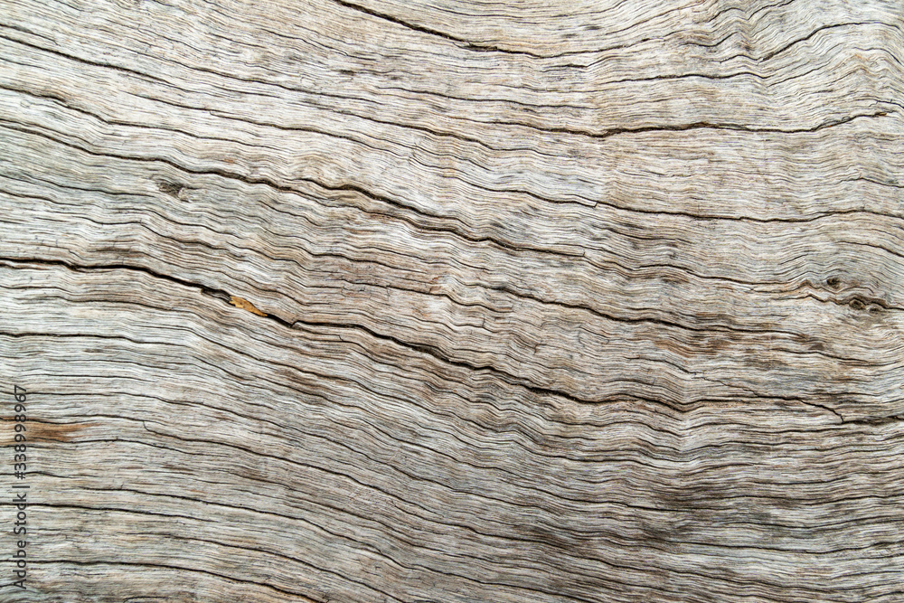 Old wood skin texture, nature wood tree texture background pattern. Old wood skin texture, nature wood tree texture background pattern.