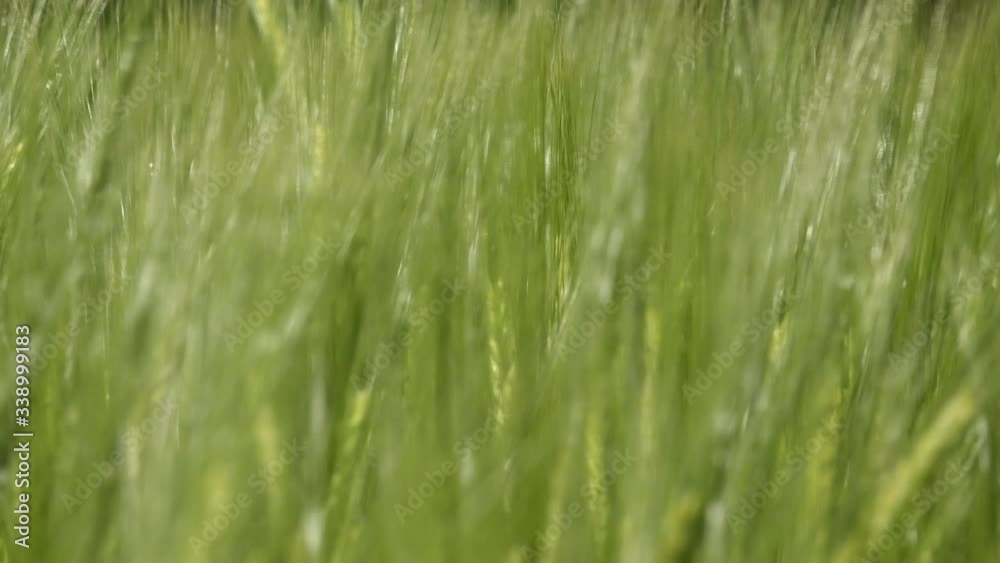 Wheat field crop in England close up UK 4K Wheat field crop in England close up UK 4K