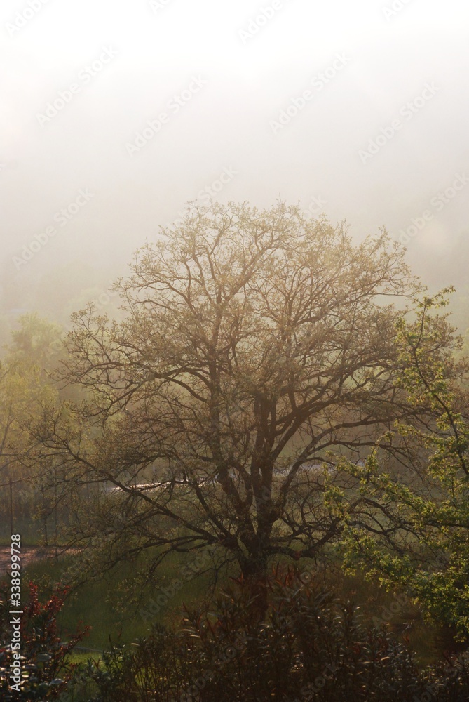 Fototapeta premium tree in the fog