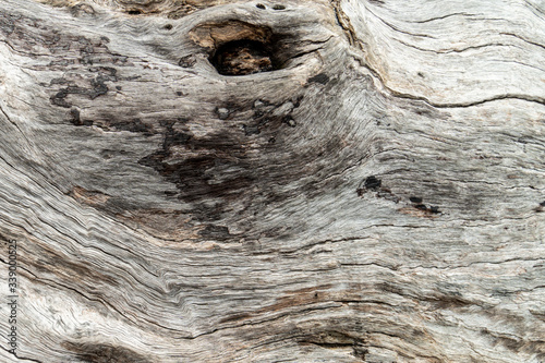 Old wood skin texture, nature wood tree texture background pattern.