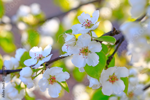 Blooming apricot flowers in the park